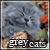 Greay Cats \(^.^)/